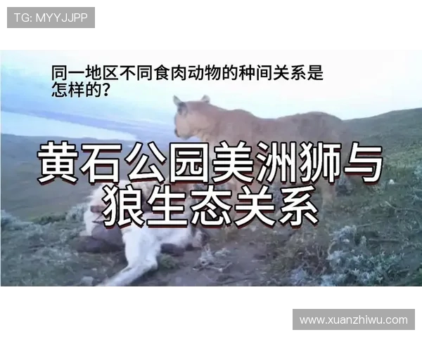 美洲狮与阿特拉斯的生存之争与生态平衡探讨