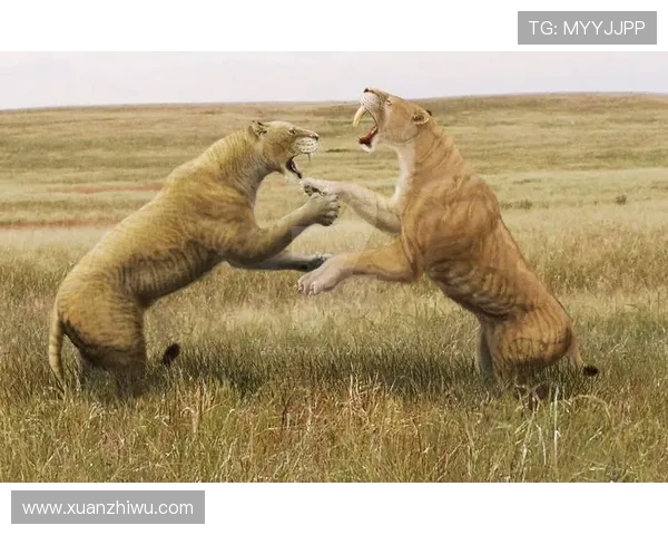 莱赫维亚与塔队激战正酣谁将赢得这场精彩对决